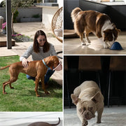 large dogs chewing toys