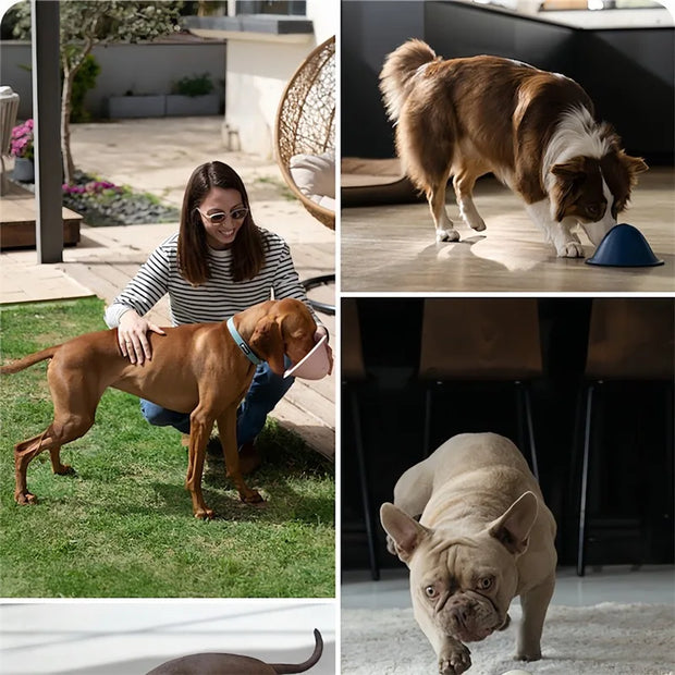 large dogs chewing toys