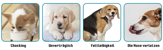 Convenient Clean Pet Feeder