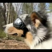 Pet Adjustable Dog Goggles Sunglasses